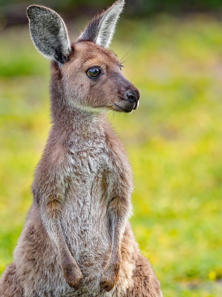kangaroo, australia, marsupial, wildlife, nature, kangaroo, kangaroo, kangaroo, kangaroo, kangaroo